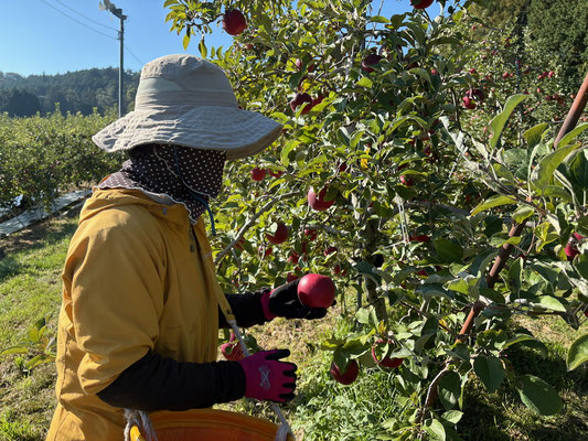 シナノホッペの収穫