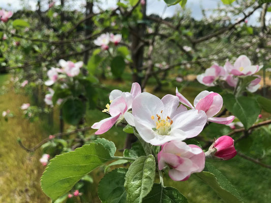 シナノリップりんごの花も見頃です