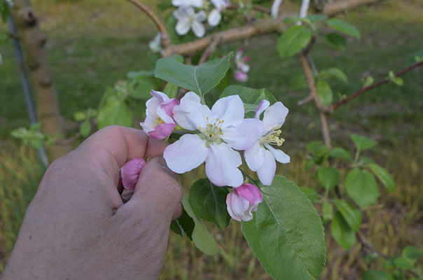 中心の花を残して摘花