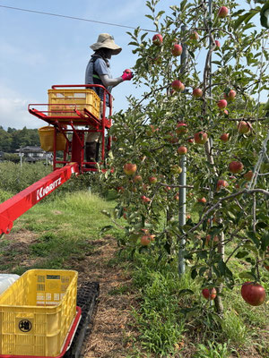高い場所は高所作業車で収穫