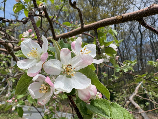 綺麗な花ですが中心部が茶色に変色