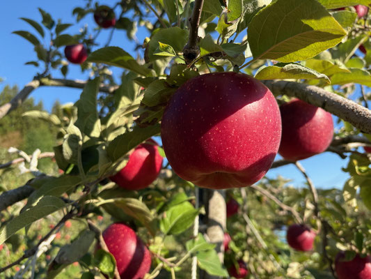 完熟を迎えた新青ホッペ