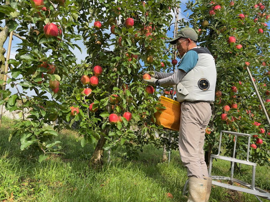 シナノドルチェ収穫