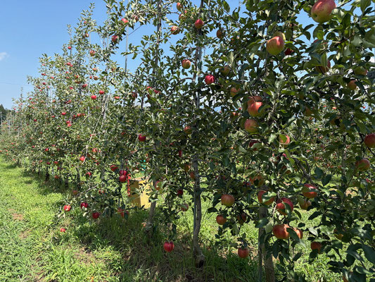 収穫を待つサンつがる