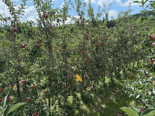 収穫を待つシナノリップ