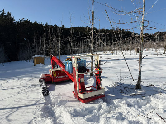 思いのほか積雪が深い山際の果樹園