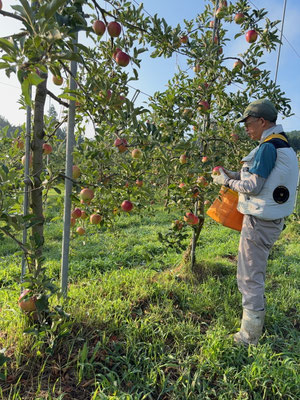 低い場所は地上で収穫