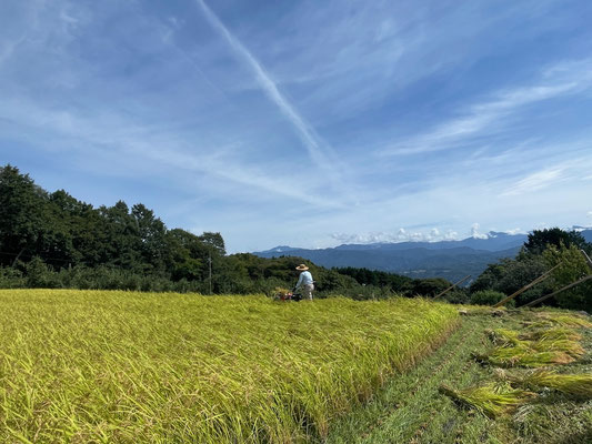アルプスを眺めながら稲刈り