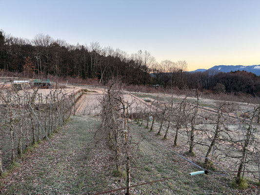 すっかり落葉した果樹園