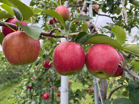 収穫期をむかえたシナノレッド