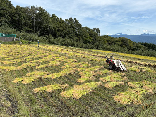 刈り終えた稲が並ぶ