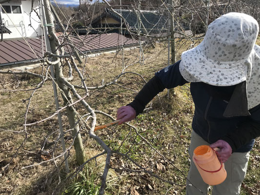 剪定で出来た大きな切り口を保護剤で保護します