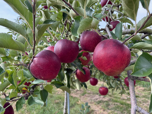 深い赤色で収穫をむかえる秋映