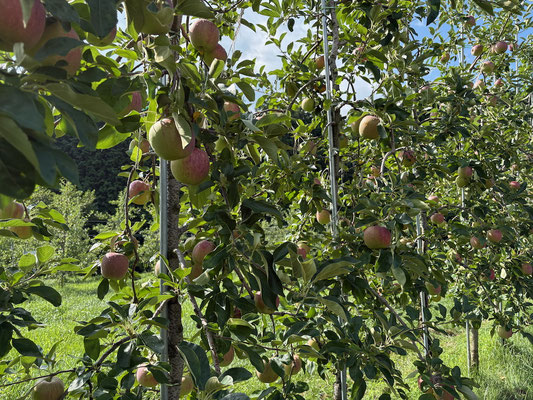 赤い果実が多くなり収穫を待つシナノリップ