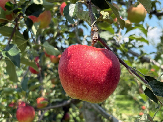 収穫期のサンつがる