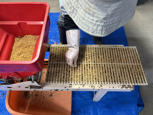 摘花作業は急がず、お米の苗作り