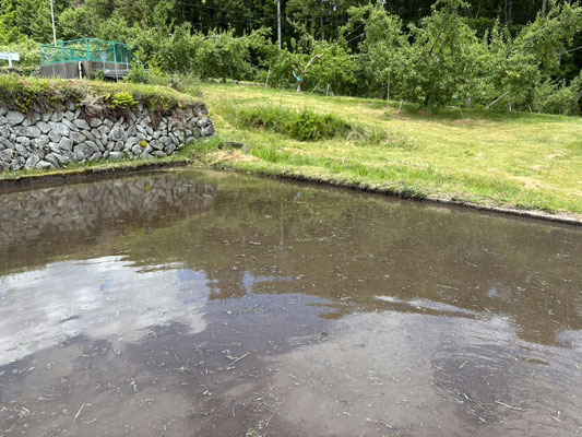 水面にはトンボが飛び交います