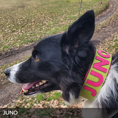 Personalisiertes Hundehalsband in Apfelgrün mit Pink für Juno