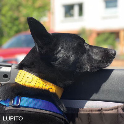 Personalisiertes Hundehalsband in Gelbt für Lupito
