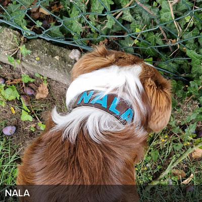 Personalisiertes Hundehalsband in Marron mit Türkis für Theo