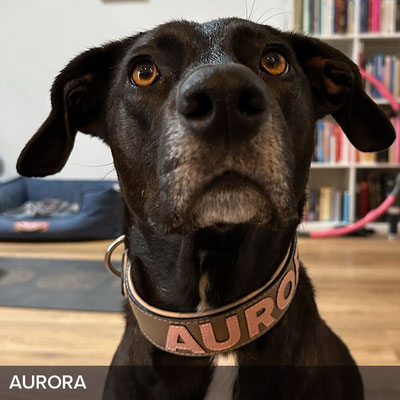 Personalisiertes Hundehalsband in Taupe mit Rosé für Aurora
