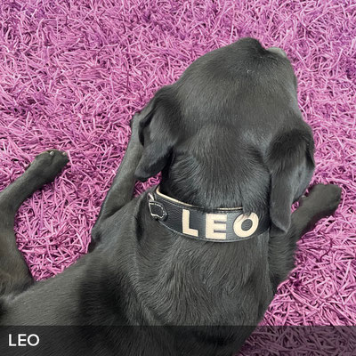 Personalisiertes Hundehalsband in Schwarz mit Biscuit für Leo