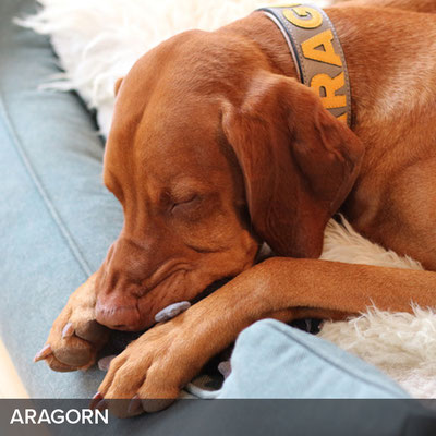 Personalisiertes Hundehalsband in Taupe mit Gelb für Aragorn