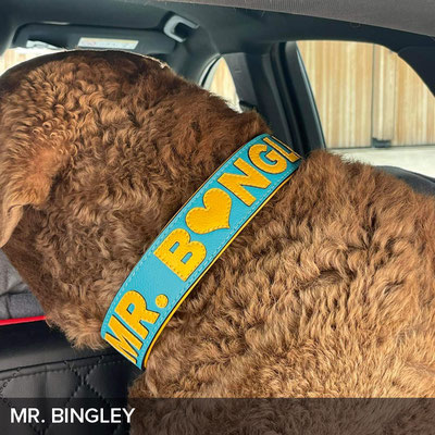 Personalisiertes Hundehalsband in Türkis mit Gelb für Mr. Bingley