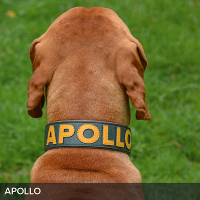 Personalisiertes Hundehalsband in British-Racing-Green mit Gelb für Apollo