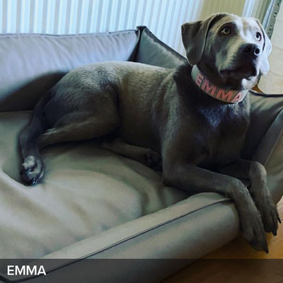 Personalisiertes Hundehalsband in Stone mit Rosé für Emma