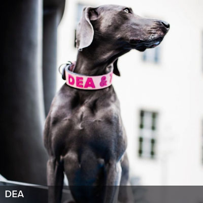Personalisiertes Hundehalsband in Rosé mit Pink für Dea