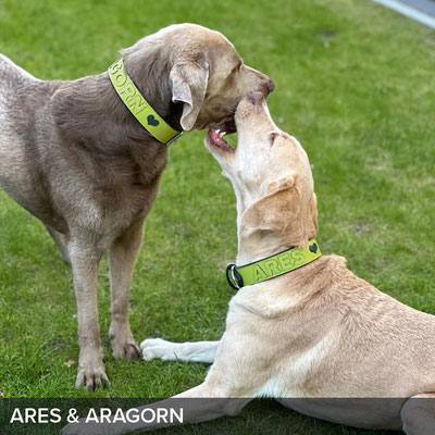 Personalisierte Hundehalsbänder in Apflegrün für Ares und Aragorn