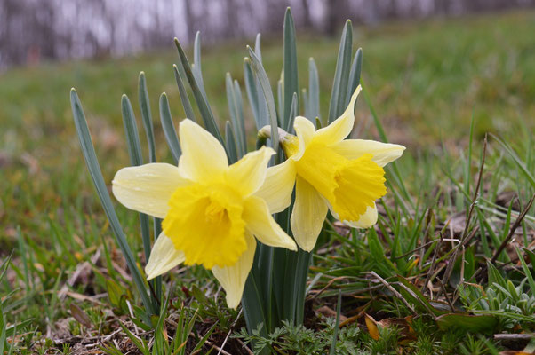 Les fleurs du plateau ardéchois - Cros de Géorand (Faustine)