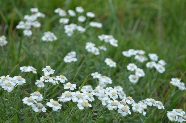 Les fleurs du plateau ardéchois - Cros de Géorand (Faustine)