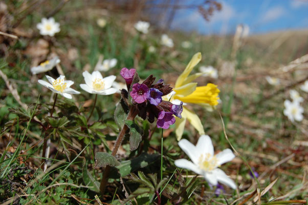 Les fleurs du plateau ardéchois - Cros de Géorand (Catherine)