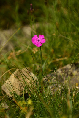 Les fleurs du plateau ardéchois - Cros de Géorand (Audrey)