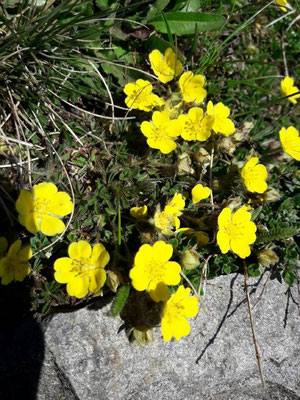 Les fleurs du plateau ardéchois - Cros de Géorand (Caroline)