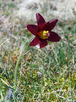 Les fleurs du plateau ardéchois - Cros de Géorand (Faustine)