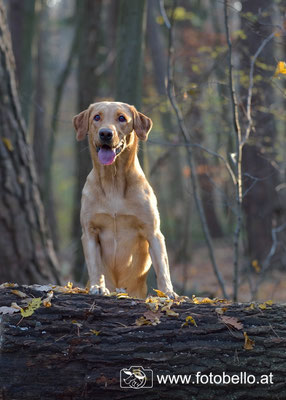 Labrador Sunny Birchgrove