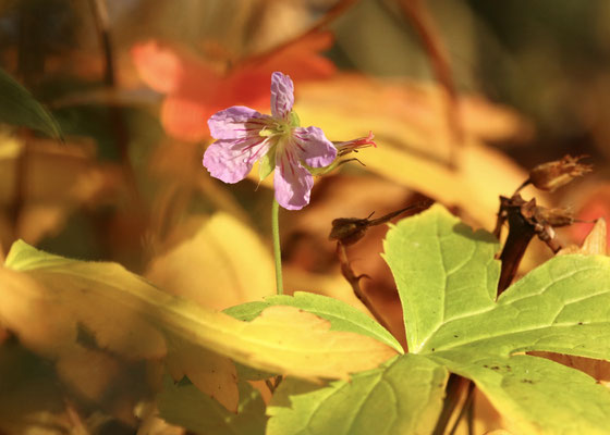 Ausdauernd und bis in den Spätherbst blüht dieser Bergwald-Storchschnabel (Geranium nodosum ).