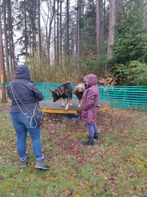 Die Deutschen Schäferhunde sehr schön synchron... und im Regen