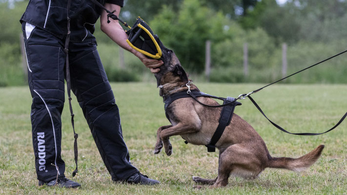 Schutzdienst/IGP Hundeschule TeampartnerHundHoya e.V.