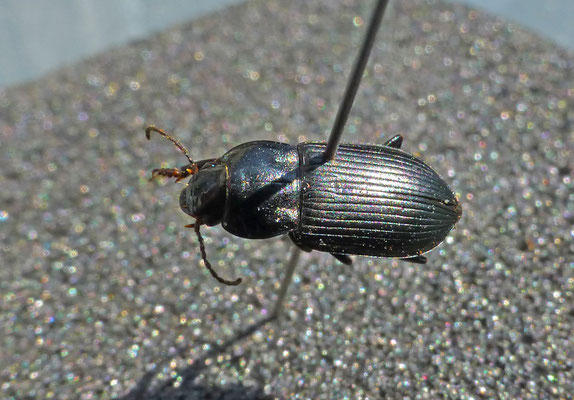 Anisodactylus nemorivagus - Heideroodkruin