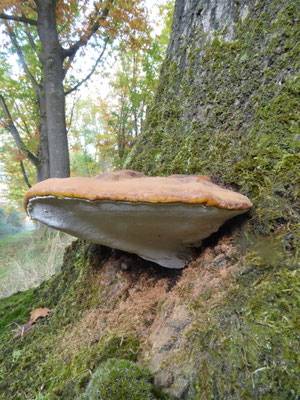 Ganoderma resinaceum - Harslakzwam