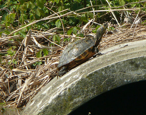 Trachemis scripta scripta - Geelbuikschildpad