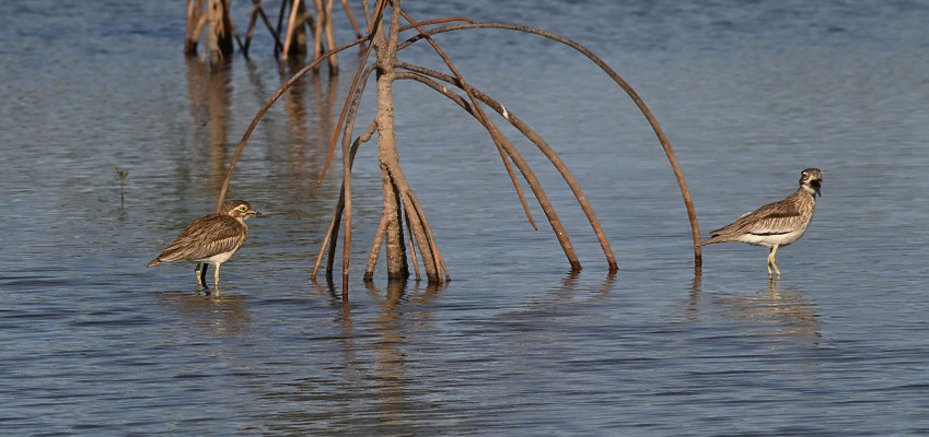 Burhinus senegalensis - Senegal Thick-knee