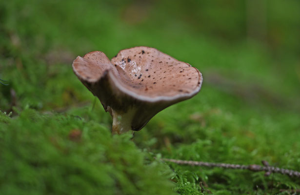 Slijmige spijkerzwam