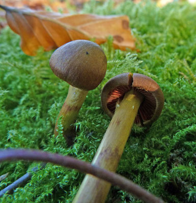Cortinarius semisanguineus - Pagemantel