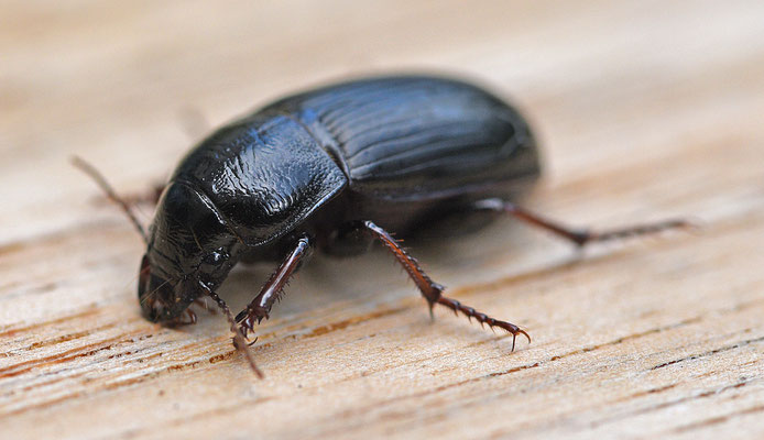Zabrus tenebrioides - Korenloopkever