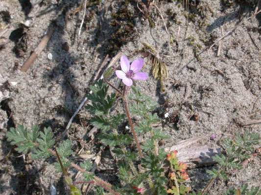 Erodium glutinosum - Kleverige reigersbek